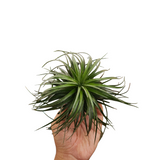 Tillandsia 'Houston'