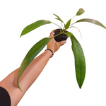 Anthurium vittarifolium