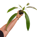 Anthurium vittarifolium
