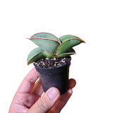 Sansevieria blue banana