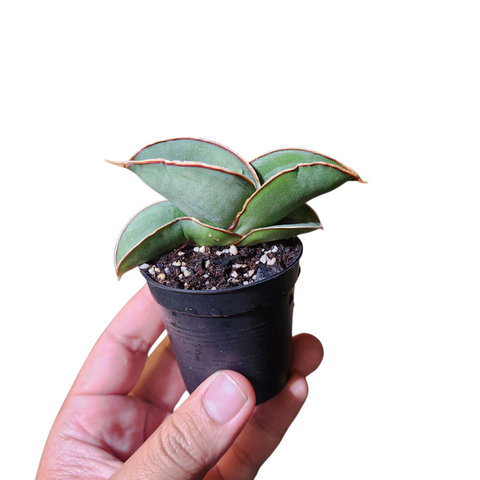 Sansevieria blue banana