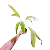 Adonidia merillii variegata