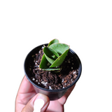 Sansevieria rose