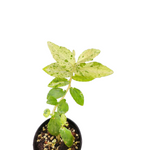 Pellonia repens variegata