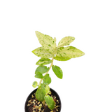 Pellonia repens variegata