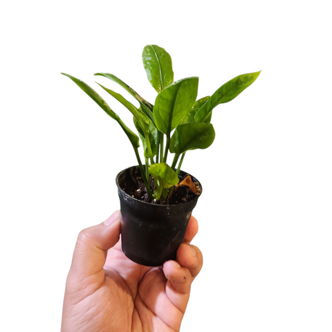 Anthurium andraeanum dwarf