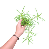 Euphorbia hedysaroides