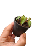 Philodendron billietiae dwarf