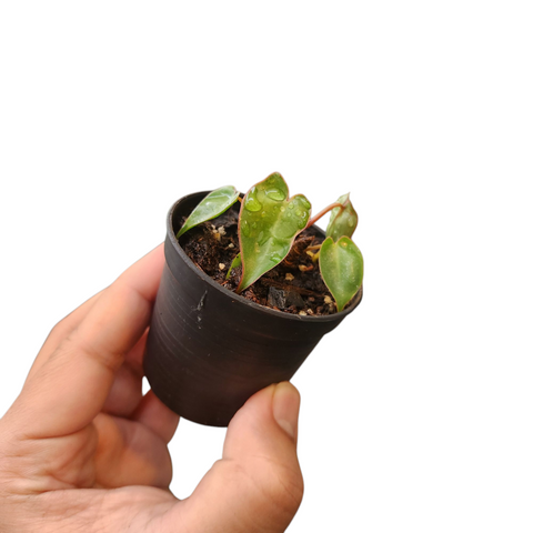 Philodendron billietiae dwarf