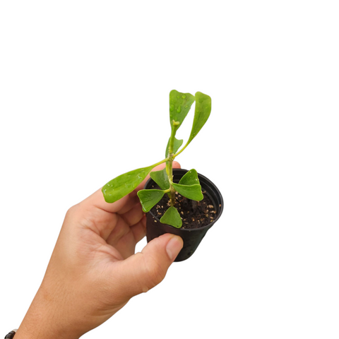 Hoya manipurensis