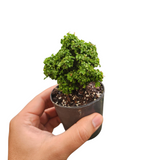 Murraya dwarf
