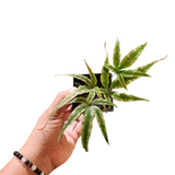 Pteris sp (Thai)