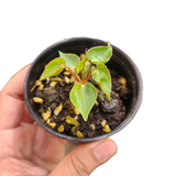 Philodendron billietiae dwarf variegated