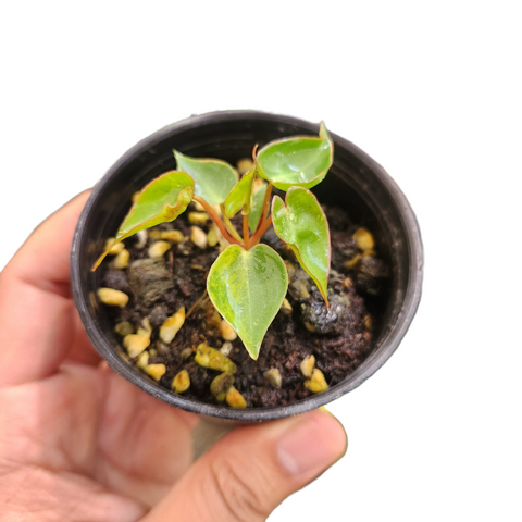 Philodendron billietiae dwarf variegated
