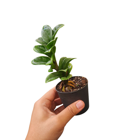 Zamioculcas zamiifolia zenzi
