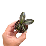 Ardisia sp