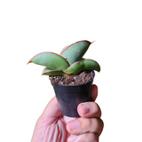 Sansevieria blue banana
