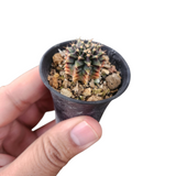 Gymnocalycium silamanee