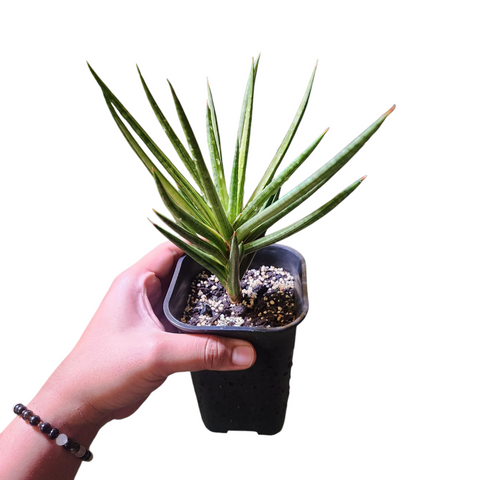 Sansevieria francisii aurea