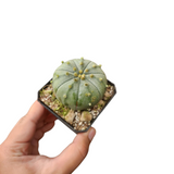 Astrophytum akabana red flower