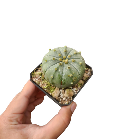 Astrophytum akabana red flower