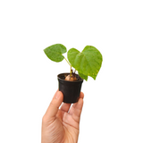 Ampelocissus martini (wild grape)