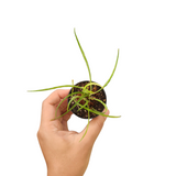 Hoya stenophylla