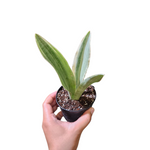 Sansevieria silver siam