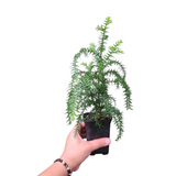 Araucaria cunninghamii
