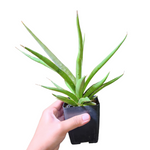 Sansevieria silver syreni