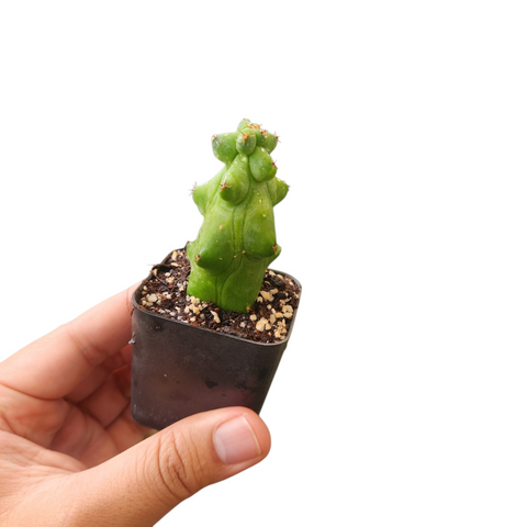 Myrtillocactus geometrizans cv. Fukurokuryuzinboku (Boobie cactus)