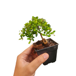 Bucida dwarf (Littlebotany special)