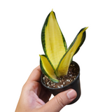 Sansevieria golden wendy