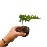 Rustic charcoal planter 2