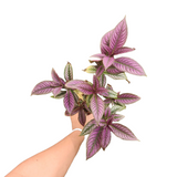 Persian shield