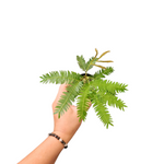 Everfresh tree