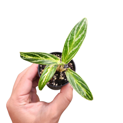 Aglaonema bai kaw