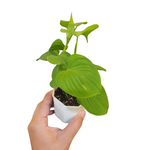 Philodendron fibraecataphyllum