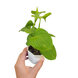 Philodendron fibraecataphyllum