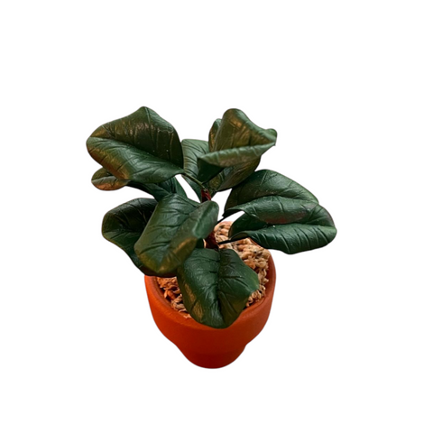 Fiddle fig tree