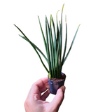 Sansevieria mikado