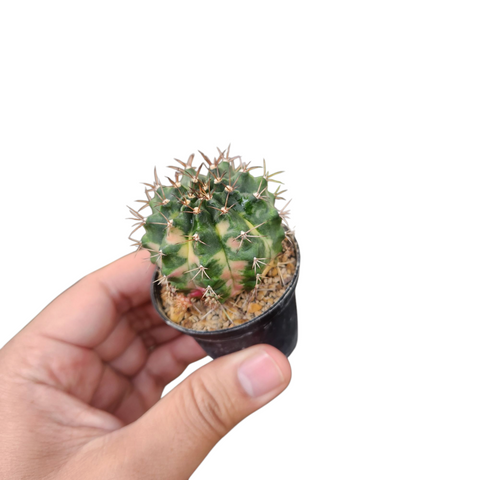 Gymnocalycium aura dream