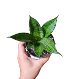 Sansevieria manee tower