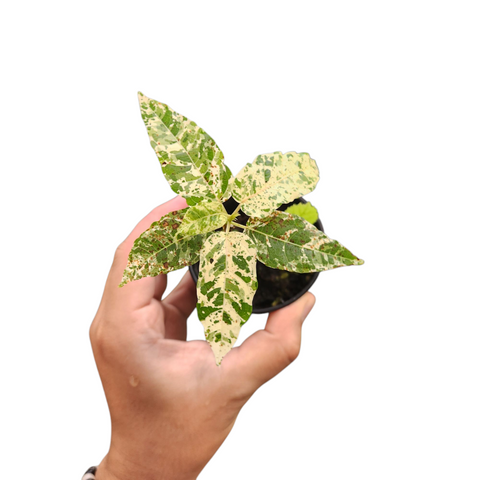 Ficus snowstorm