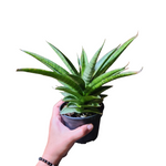 Sansevieria tower hybrid