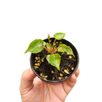 Philodendron billietiae dwarf variegated