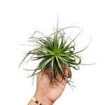 Tillandsia 'Houston'