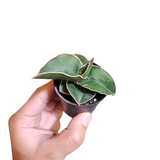 Sansevieria samurai dwarf