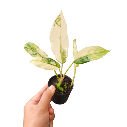 Aglaonema manila