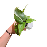 Philodendron rio